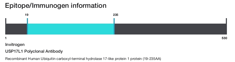 USP17L1 Polyclonal Antibody