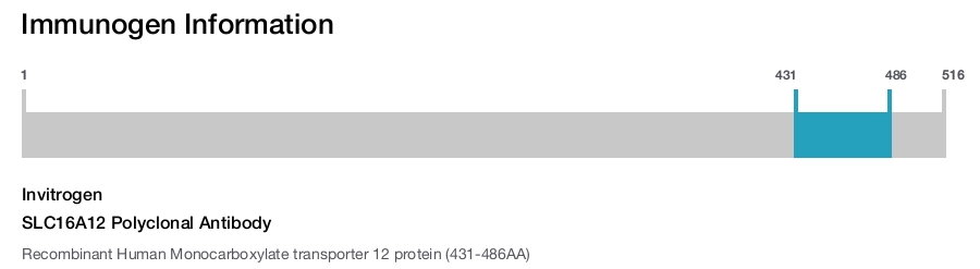 SLC16A12 Polyclonal Antibody