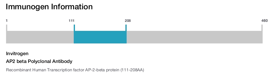 AP2 beta Polyclonal Antibody