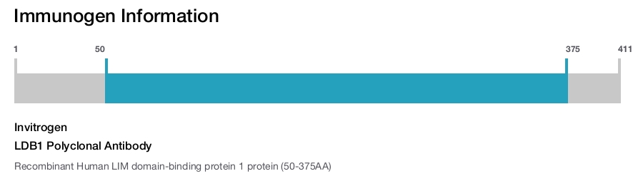 LDB1 Polyclonal Antibody