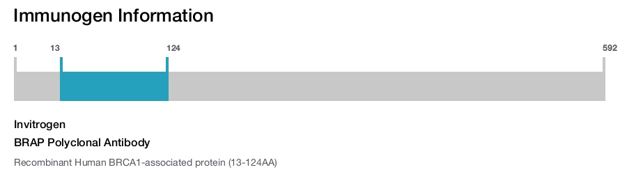 BRAP Polyclonal Antibody
