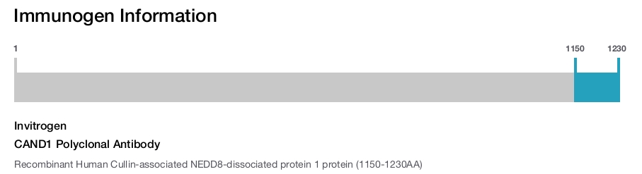 CAND1 Polyclonal Antibody