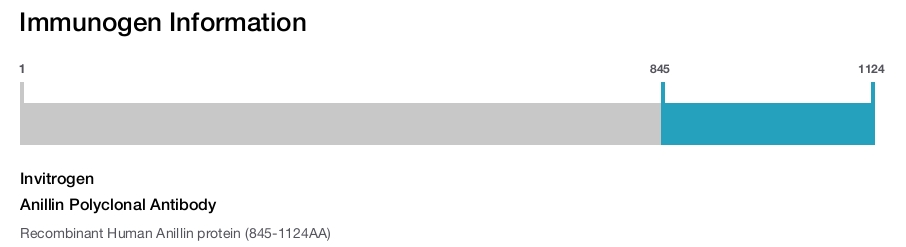 Anillin Polyclonal Antibody