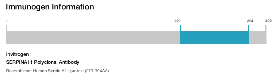 SERPINA11 Polyclonal Antibody