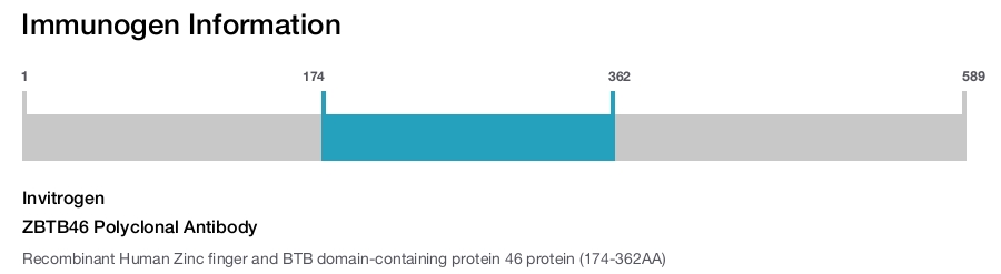ZBTB46 Polyclonal Antibody