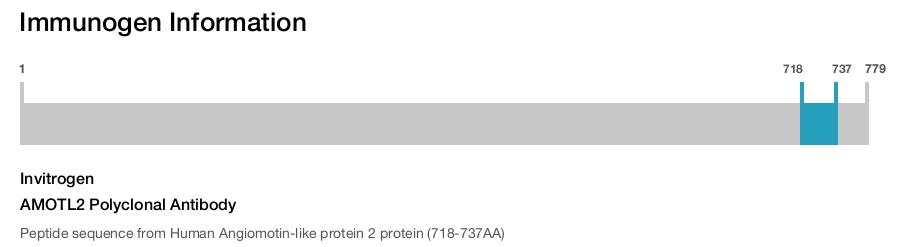 AMOTL2 Polyclonal Antibody