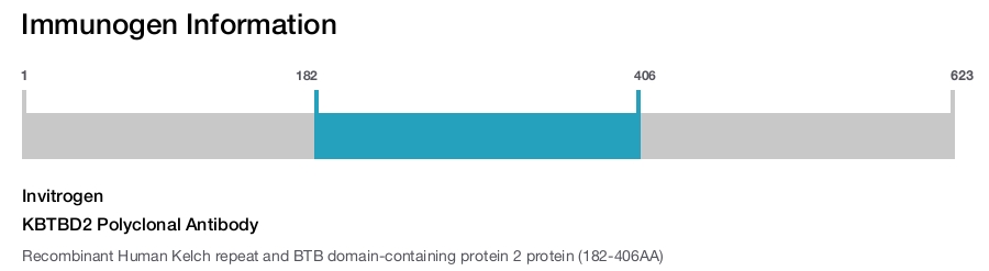 KBTBD2 Polyclonal Antibody
