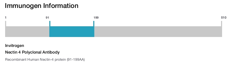 Nectin 4 Polyclonal Antibody