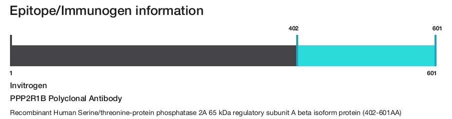 PPP2R1B Polyclonal Antibody