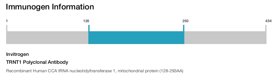 TRNT1 Polyclonal Antibody