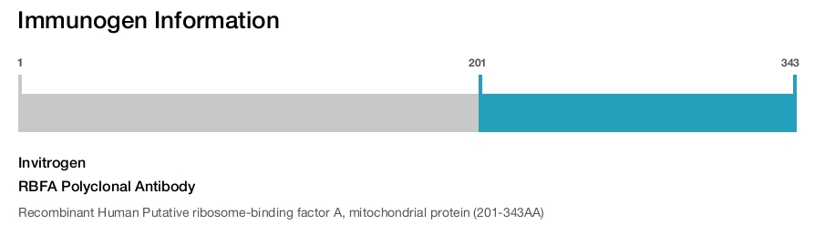 RBFA Polyclonal Antibody