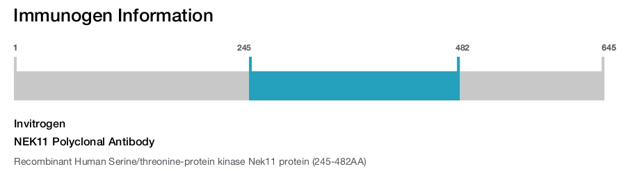 NEK11 Polyclonal Antibody