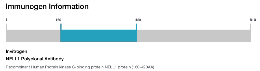 NELL1 Polyclonal Antibody
