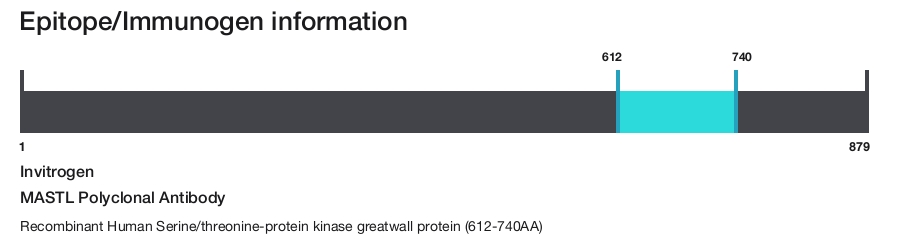 MASTL Polyclonal Antibody
