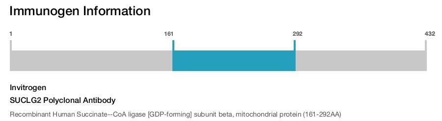 SUCLG2 Polyclonal Antibody