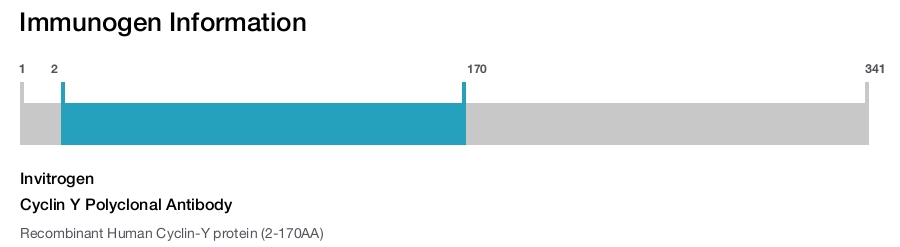 Cyclin Y Polyclonal Antibody