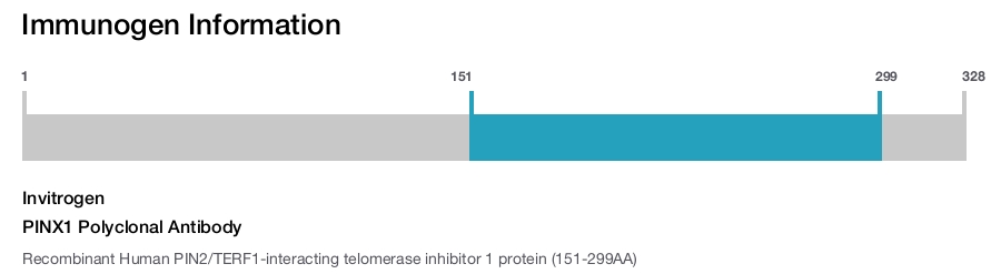 PINX1 Polyclonal Antibody