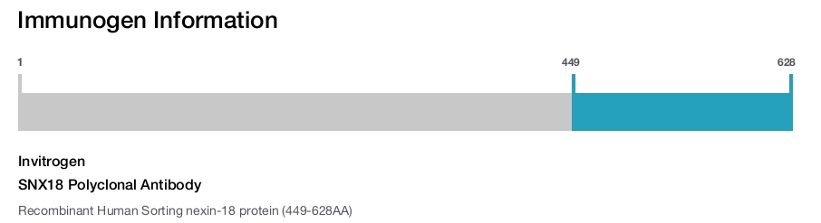 SNX18 Polyclonal Antibody