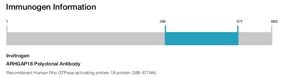 ARHGAP18 Polyclonal Antibody