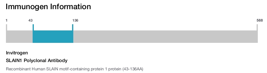 SLAIN1 Polyclonal Antibody