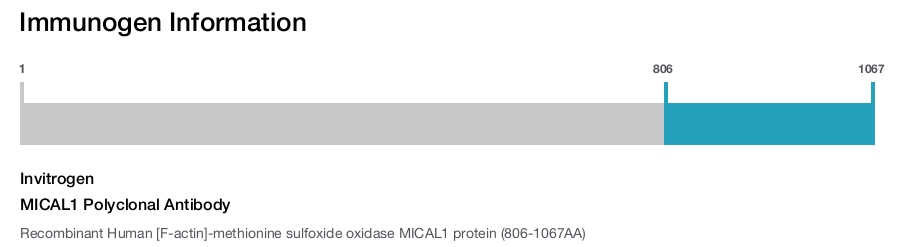 MICAL1 Polyclonal Antibody