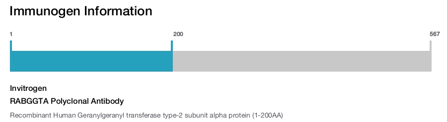 RABGGTA Polyclonal Antibody
