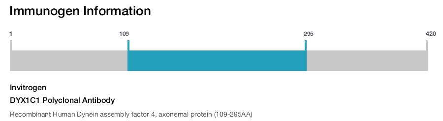 DYX1C1 Polyclonal Antibody