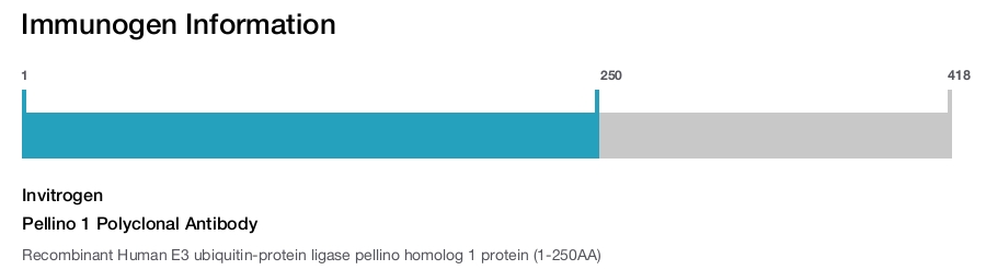 Pellino 1 Polyclonal Antibody