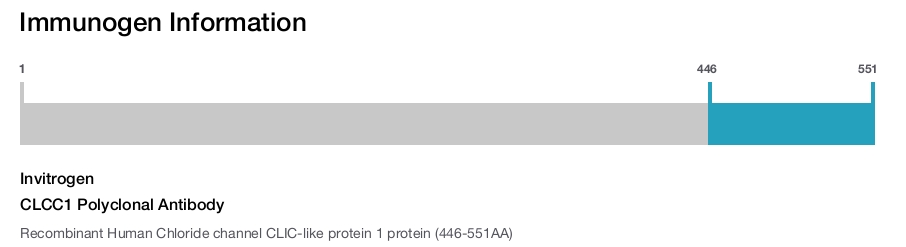 CLCC1 Polyclonal Antibody