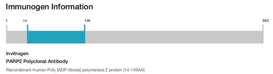 PARP2 Polyclonal Antibody
