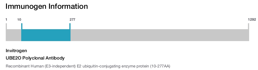 UBE2O Polyclonal Antibody