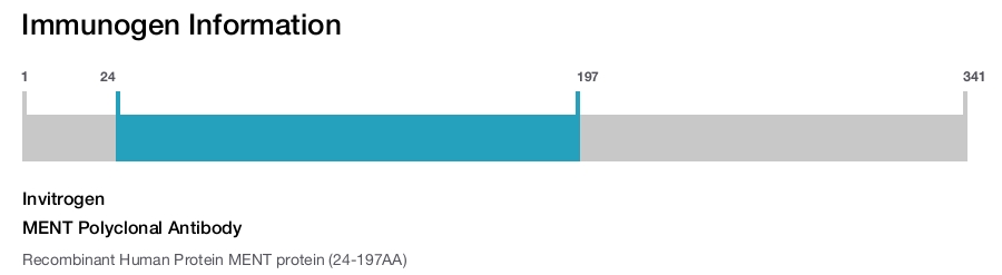 MENT Polyclonal Antibody