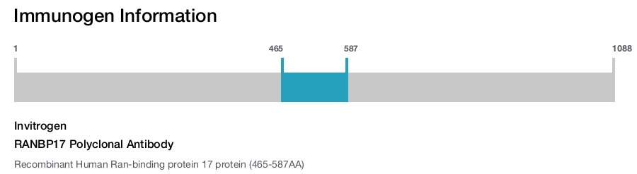 RANBP17 Polyclonal Antibody