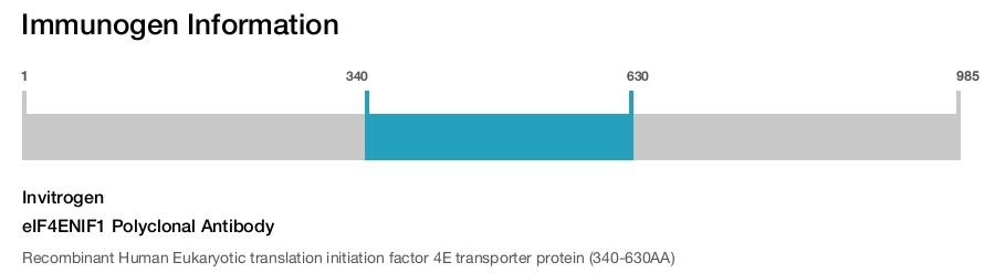 eIF4ENIF1 Polyclonal Antibody