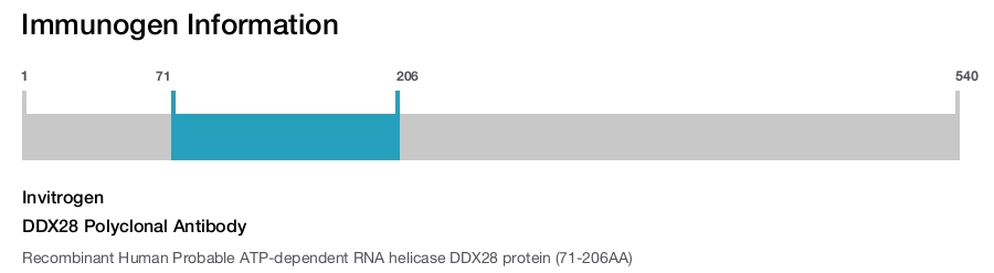 DDX28 Polyclonal Antibody