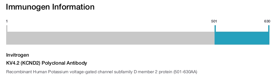 KV4.2 (KCND2) Polyclonal Antibody