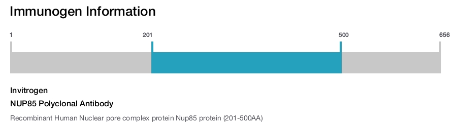 NUP85 Polyclonal Antibody