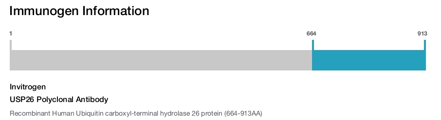 USP26 Polyclonal Antibody