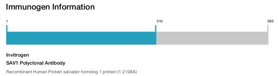 SAV1 Polyclonal Antibody