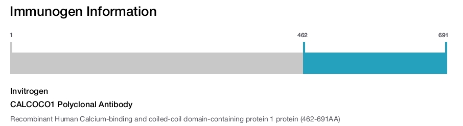 CALCOCO1 Polyclonal Antibody