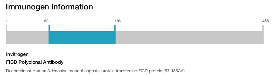 FICD Polyclonal Antibody