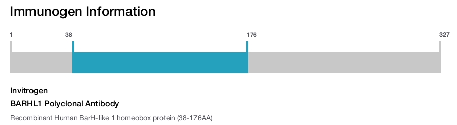 BARHL1 Polyclonal Antibody