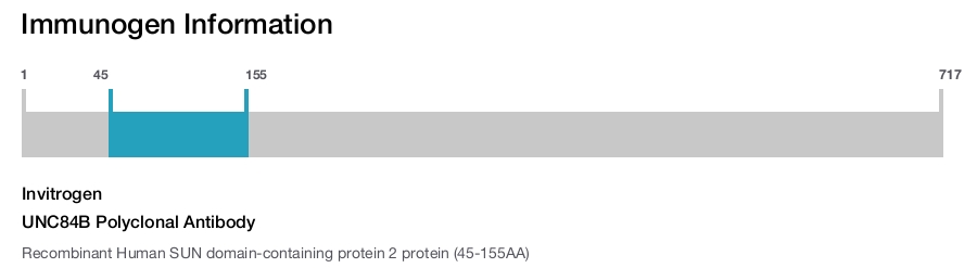 UNC84B Polyclonal Antibody