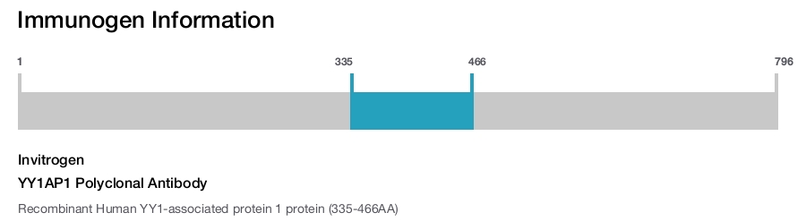 YY1AP1 Polyclonal Antibody