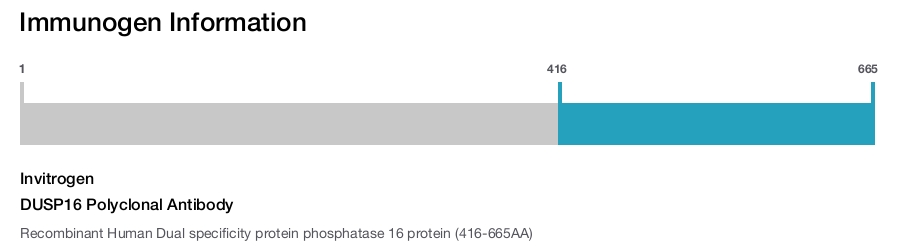 DUSP16 Polyclonal Antibody