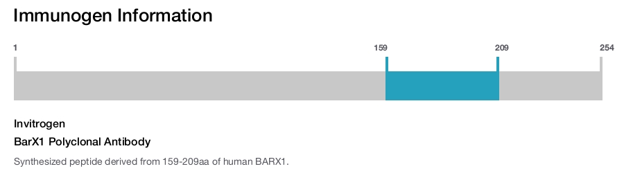BarX1 Polyclonal Antibody