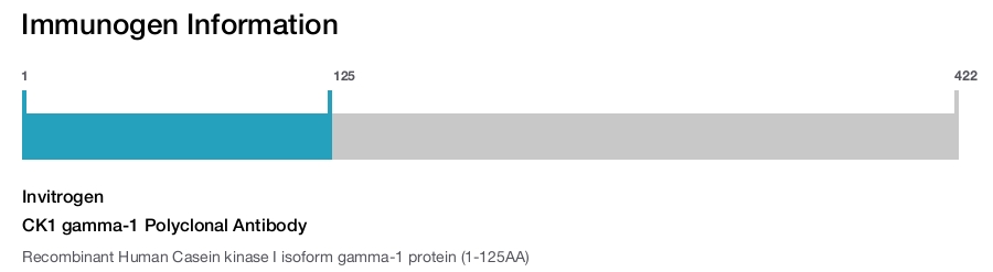 CK1 gamma-1 Polyclonal Antibody
