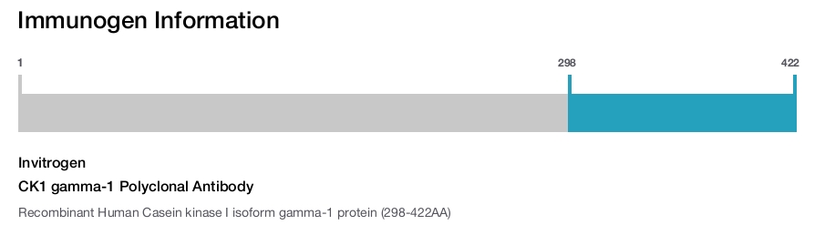 CK1 gamma-1 Polyclonal Antibody
