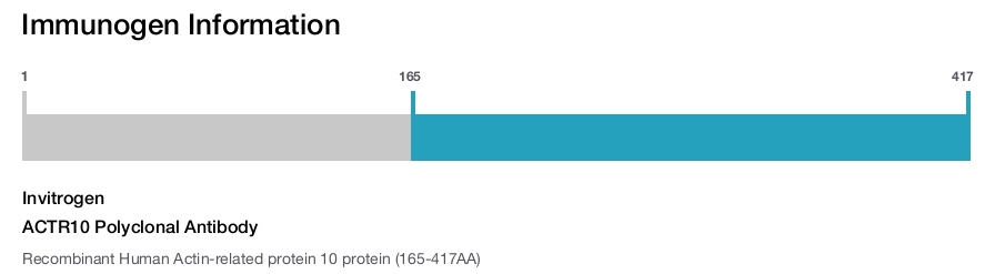 ACTR10 Polyclonal Antibody