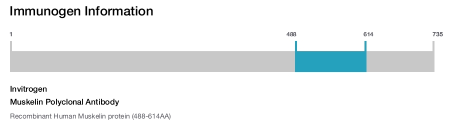 Muskelin Polyclonal Antibody